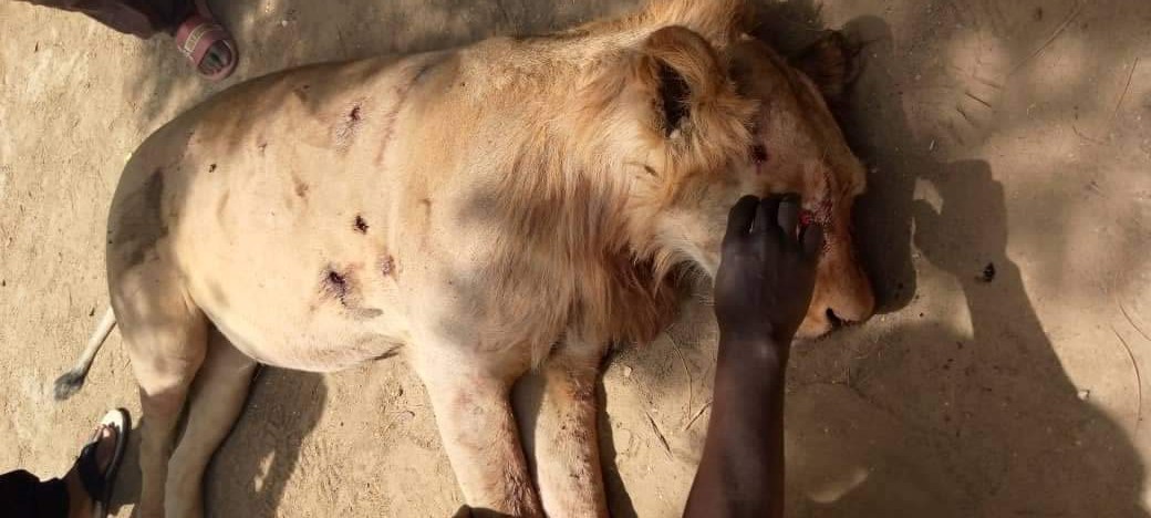 Security Operatives Kill Lion in Ngala Community in Borno [Photo]