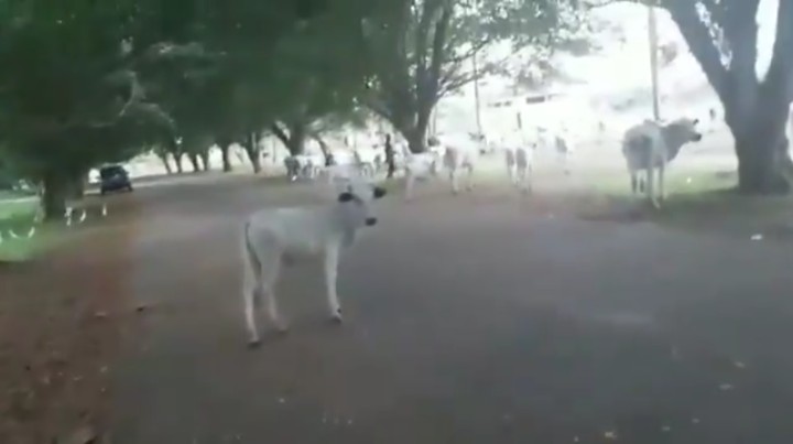 Cows Take Out Okada University, Goes for Political Science Class [Video]