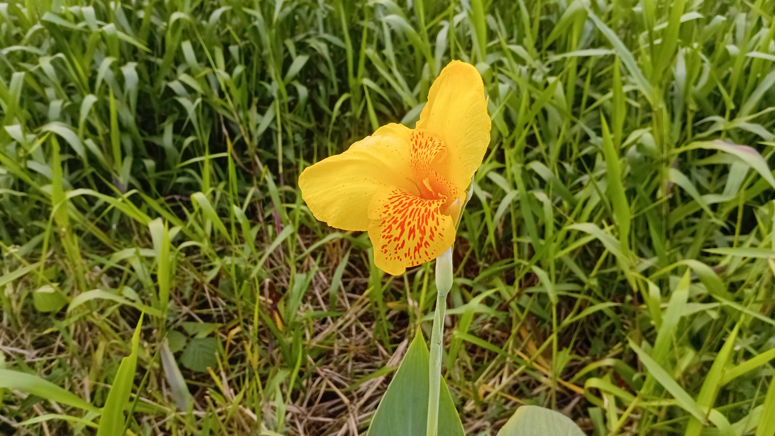 Canna Lily In Ijaw Ethnobotany: Medicinal, Cultural And Agricultural Uses Of Beni-Otu In The Niger Delta Canna Lily In Ijaw Ethnobotany: Medicinal, Cultural And Agricultural Uses Of Beni-Otu In The Niger Delta