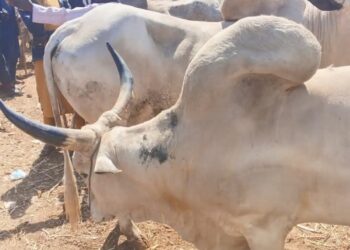 FG Moves to Reposition Livestock Sector as Key Driver of Nigeria’s Economy