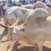 FG Moves to Reposition Livestock Sector as Key Driver of Nigeria’s Economy FG Moves to Reposition Livestock Sector as Key Driver of Nigeria’s Economy
