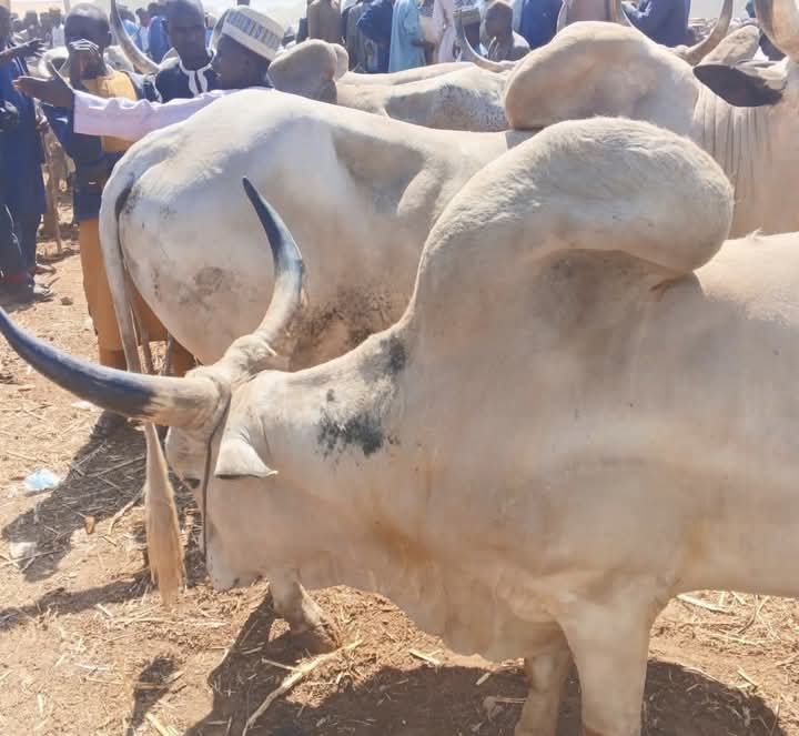 FG Moves to Reposition Livestock Sector as Key Driver of Nigeria’s Economy FG Moves to Reposition Livestock Sector as Key Driver of Nigeria’s Economy