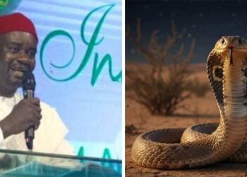 Snakebite Crisis: Pharmacists Call For Free Anti-Venom To Stop 2,000 Annual Deaths