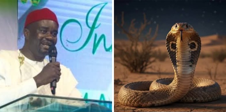 Snakebite Crisis: Pharmacists Call For Free Anti-Venom To Stop 2,000 Annual Deaths Snakebite Crisis: Pharmacists Call For Free Anti-Venom To Stop 2,000 Annual Deaths