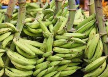 Unripe Plantain: The Natural Superfood Redefining Diabetes Care, Weight Loss, And Fertility Health