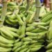 Unripe Plantain: The Natural Superfood Redefining Diabetes Care, Weight Loss, And Fertility Health