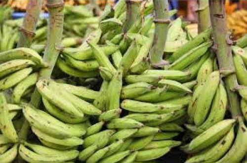 Unripe Plantain: The Natural Superfood Redefining Diabetes Care, Weight Loss, And Fertility Health Unripe Plantain: The Natural Superfood Redefining Diabetes Care, Weight Loss, And Fertility Health
