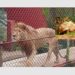 Ogba Zoo Case Adjourned to Oct 26 as Nigeria Risks Losing Climate Funds Ogba Zoo Case Adjourned to Oct 26 as Nigeria Risks Losing Climate Funds