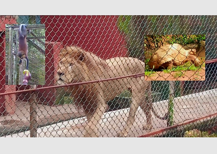 Ogba Zoo Case Adjourned to Oct 26 as Nigeria Risks Losing Climate Funds