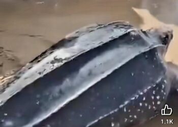 Rare Sea Turtle Rescued From Fishermen In Lagos